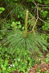 Close up of fresh growth on a green pine tree.
