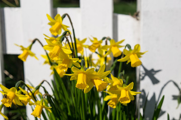 Yellow daffodils in spring against a white picket fence