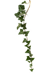 Ivy branch with green foliage, isolated on white background