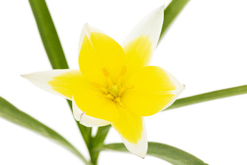 Flower of tulipa Tarda, botanical tulip, isolated on white background