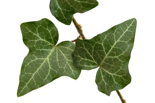 Green leaf of ivy closeup, isolated on white background