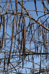 Dry pods on a Catalpa tree branch against a blue sky