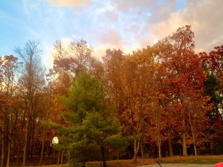 autumn in the park