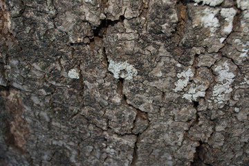 Textura de musgo
