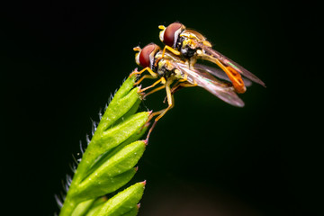 macro of two hoverflies