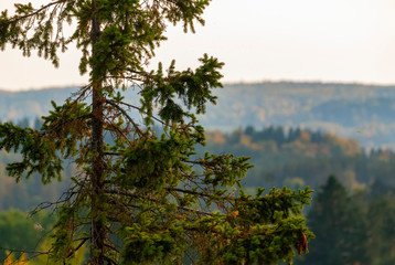 Sprice tree in Finland on a hill with misty autumn forest in background