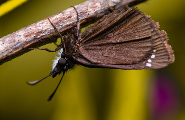 Moth on stick