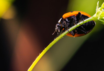 macro of a ladybug 