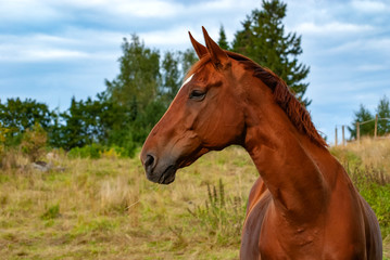 Horse looking left and showing its side profile