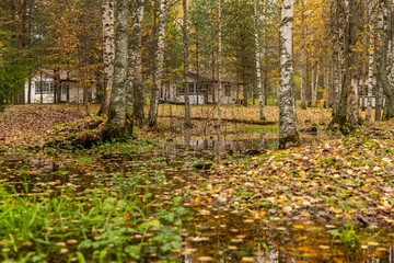 Forest lodge in backwoods, wild area in beautiful forest in Autumn, Valday national park, yellow leafs at the ground, Russia, golden trees, cloudy weather