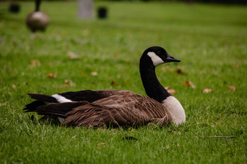 Sitting Brown Goose