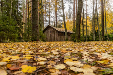 Forest lodge in backwoods, wild area in beautiful forest in Autumn, Valday national park, yellow leafs at the ground, Russia, golden trees, cloudy weather