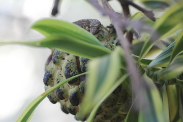 Pomme cannelle et margouillat