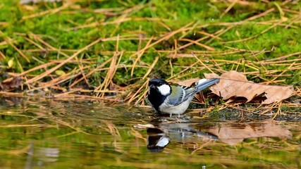 警戒しながら水浴びを楽しむシジュウカラ