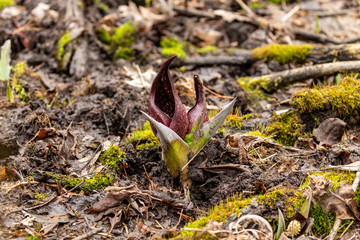 Skunk Cabbage. Wisconsin’s First Spring Flowers. Skunk Cabbage is native Wisconsin florals and one of the earliest blooming perennial wildflowers in spring.