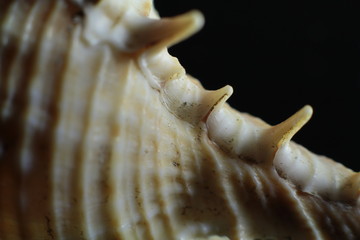 seashell on a black background