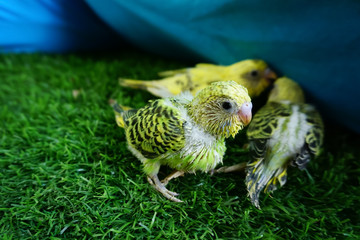 Baby Parakeets in a Bunch