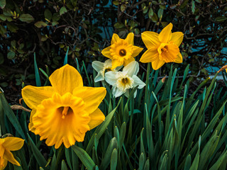 Fototapeta premium Yellow and White Daffodils 3