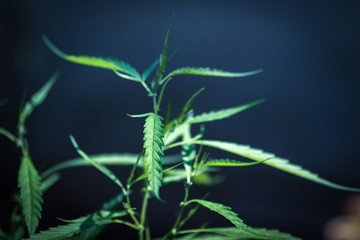 Marijuana leaves, Medical cannabis on dark background. Closeup and selective focus.