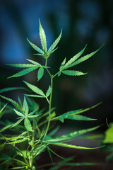 Marijuana leaves, Medical cannabis on dark background. Closeup and selective focus.