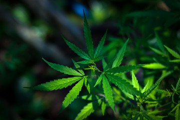 Fototapeta na wymiar Marijuana leaves, Medical cannabis on dark background. Closeup and selective focus.