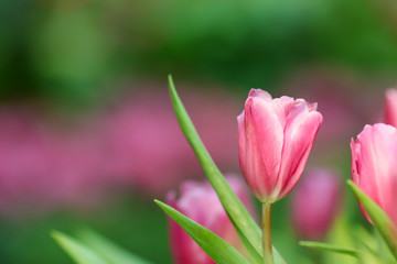 Obraz premium Beautiful tulip flowers with blured background in the garden. Pink tulip flowers.