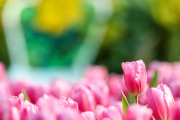 Beautiful tulip flowers with blured background in the garden. Pink tulip flowers.