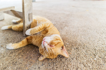 Orange cat sleeping under table with copy space