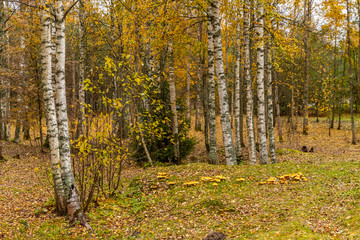 Forest lodge in backwoods, wild area in beautiful forest in Autumn, Valday national park, yellow leafs at the ground, Russia, golden trees, cloudy weather