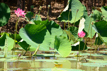 lotus flower in the pond at Kakadu in the Northern Territory of Australia © Bruce