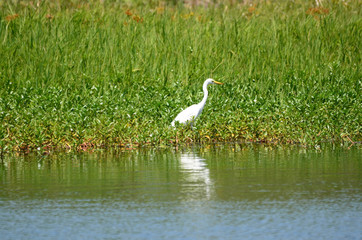 white heron in the grass