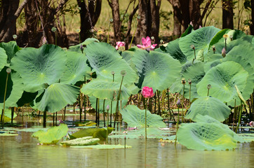 pink lotus flower © Bruce