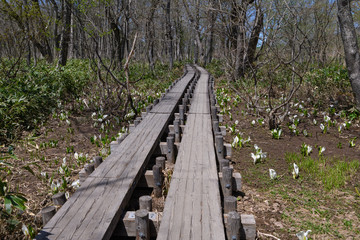 尾瀬ヶ原のミズバショウと木道