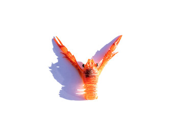 single lobster krill red orange color isolated in white background