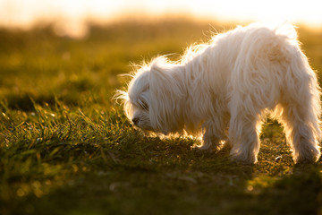Naklejka na ściany i meble Adorable white puppy dog - bishon maltese outside on the meadow during sunset. 