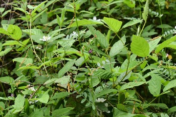 Ant climbing a stem in the undergrowth of a southern forest.
