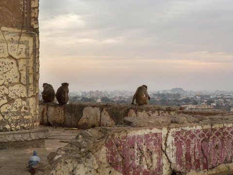 Monkeys And Pigeon At Surya Mandir Against Sky