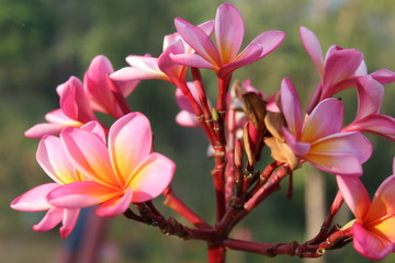 Adenium is a small group of plants known from dry climates in sub-Saharan Africa and the very southern part of the Arabian Peninsula