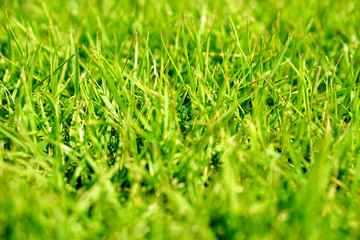 green grass texture,  green background  from outdoor park
