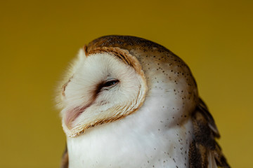 Barn owls (family Tytonidae) are one of the two families of owls, the other being the true owls or typical owls, Strigidae. 