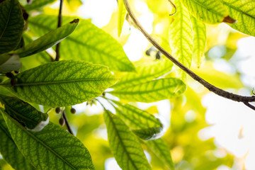 Close Up green leaf under sunlight in the garden. Natural background with copy space.