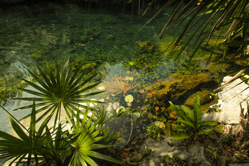 Clear water cenote located in Yucatan,Mexico, with trees and leafs, nature feeling.