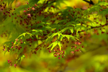 萌黄色のカエデの若葉と、小さな赤い花