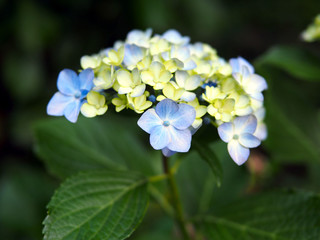 日本の東京都王子の飛鳥山で咲く 紫陽花の水色の花