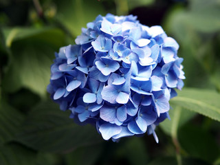 日本の東京都王子の飛鳥山で咲く　紫陽花の青色の花