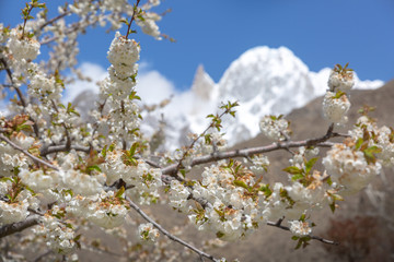White cherry blossom in spring with Ladyfinger Peak at the westernmost subrange of the Karakoram range in Pakistan.