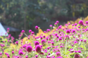 Naklejka premium Gomphrena globosa, commonly called globe amaranth, is a compact annual that typically grows 12-24” tall on upright branching stems.