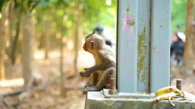 Cute baby macaque monkey with cowlick, sits, chews, eats banana, and hiccups