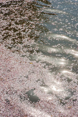 さくらのハナイカダ