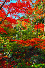 紅葉シーズンの京都嵐山。紅葉した森の中の風景。
